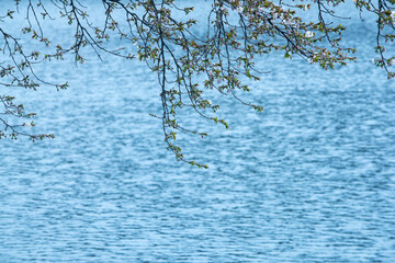 A crystal clear lake reflectin trees during scenic spring.
