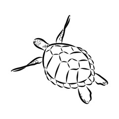 Sea turtle drawing black lines on a white background.