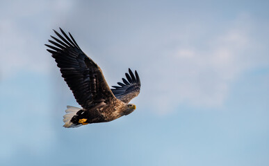 Obraz premium The white-tailed eagle is a bulky eagle with broad and long wings, a long neck, and a large head.