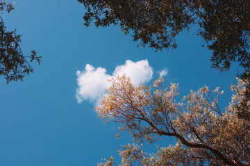 Obraz premium Blue sky with fluffy cloud and tree branches