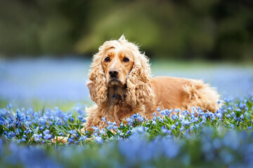 english cocker spaniel dog lying on a field of blue scilla flowers