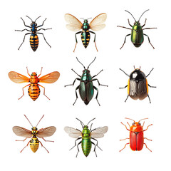 Colorful beetles insects entomology study biology diversity collection nature wildlife specimens bugs isolated on transparent background