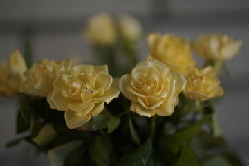 yellow rose bud
