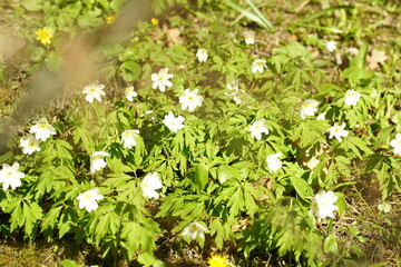 green grass and flowers