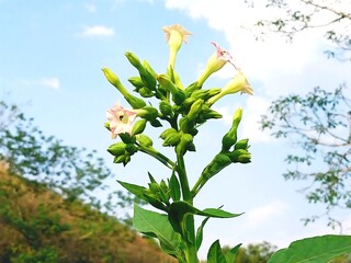 Tobacco Plant Blossoms Under a Clear Sky Botany and Agriculture