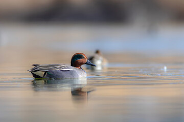 Swimming duck. Eurasian Teal. (Anas crecca) Blue water background. 