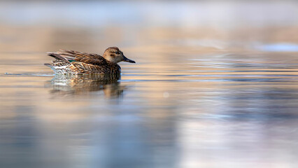 Swimming duck. Eurasian Teal. (Anas crecca) Blue water background. 