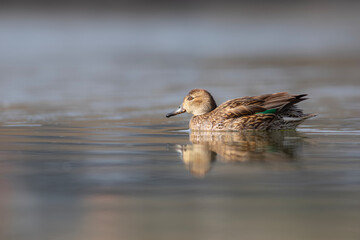Swimming duck. Eurasian Teal. (Anas crecca) Blue water background. 