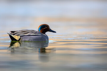 Swimming duck. Eurasian Teal. (Anas crecca) Blue water background. 
