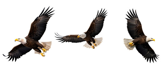 Obraz premium Vibrant colorful bird in flight with detailed feathers in red, yellow, blue, and black. Ideal for nature illustrations, wildlife designs, and artistic compositions against or on transparent PNG.