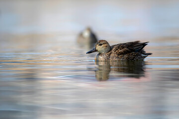 Swimming duck. Eurasian Teal. (Anas crecca) Blue water background. 