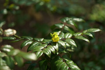 bee on yellow flower