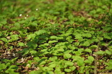 green grass background