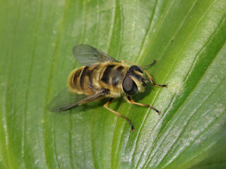 The Batman hover fly (Myathropa florea), female sitting on a green leaf