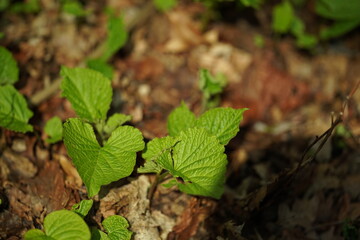 green leaves in the forest