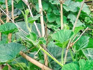 Vibrant Green Pumpkin Plants Growing on Bamboo Trellis in a Lush Garden
