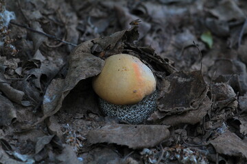 small aspen mushroom in early July