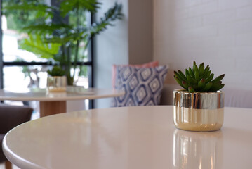 Succulent in gold pot on white table, interior decor.