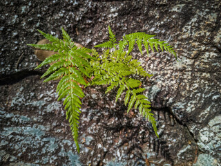 Fern Growing on Rock, New Life Concept