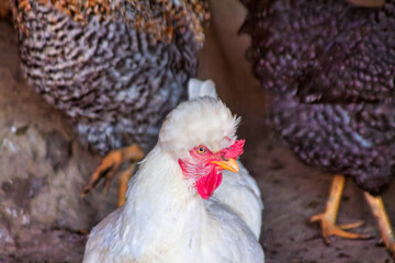 village yard chicken coup, Polish chicken , chickens and rosters, Romanian rural life in Europe, Balkans, Romania