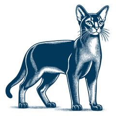 abyssinian cat vector