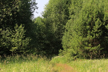 a narrow path in a dense deciduous forest on a sunny summer day