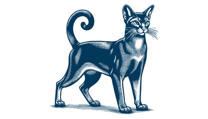 abyssinian cat vector