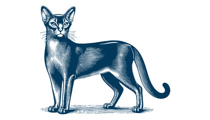 abyssinian cat vector
