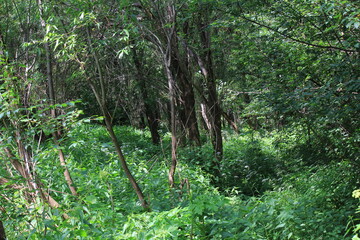 thick green grass on the river banks