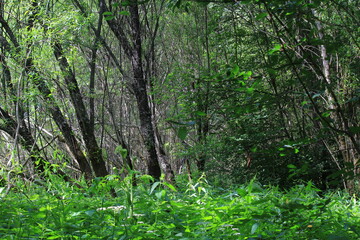 thick green grass on the river banks