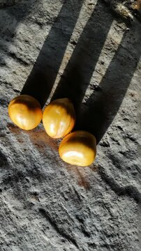 Three ripe sapote fruits resting on a textured grey stone surface with shadows, creating an inviting natural composition.