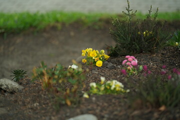 flowers in the grass
