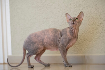 Porträt einer Don Sphynx Katze