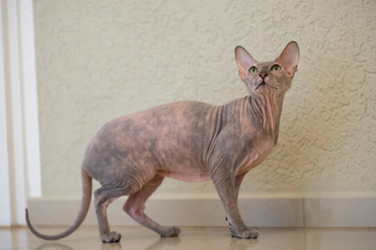 Portr&auml;t einer Don Sphynx Katze