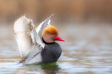 A close and detailed photo of a cute duck. Colorful nature background. Red crested Pochard. Netta...
