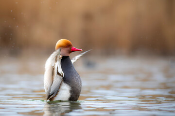 A close and detailed photo of a cute duck. Colorful nature background. Red crested Pochard. Netta rufina.