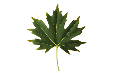 Fototapeta premium green maple leaf isolated on white background