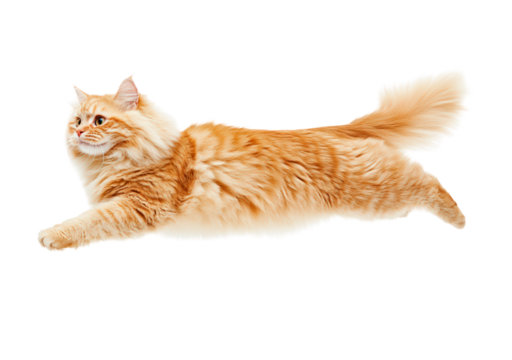 Ginger cat jumping isolated on transparent background