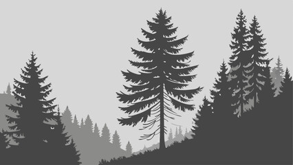 Fototapeta premium fir tree branches