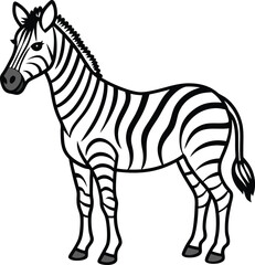 zebra isolated on white