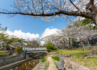 兵庫県西宮市 春の夙川公園 翠橋