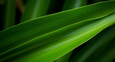 Spiral Leaf with Detailed Veins
