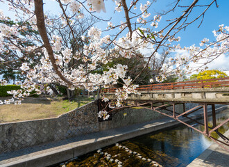 兵庫県西宮市 春の夙川公園 川添橋