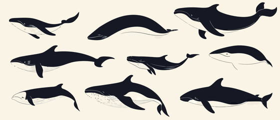 Whale vector graphic collection marine life ocean creature illustration art