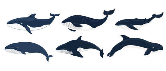 Obraz premium Orca whale species collection illustration for marine biology education