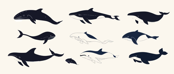 Obraz premium Whale species illustration ocean life marine animals aquatic mammals artwork
