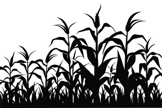 A corn field silhouette vector illustration on white background 