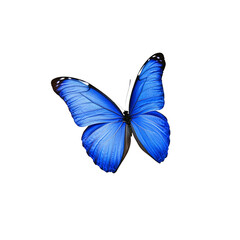 Vibrant Blue Morpho Butterfly in Flight Against Transparent Background
