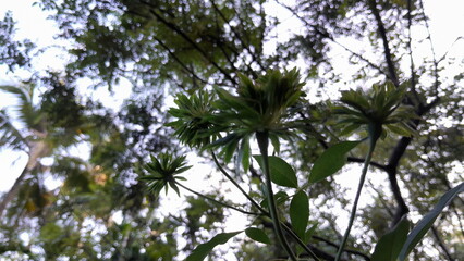 This is a Viridifloa green rose flower.Rosa chinensis Viridiflora Family, Rosaceae This has to be one of the most unusual roses in existence. Lacking traditional floral coloration.