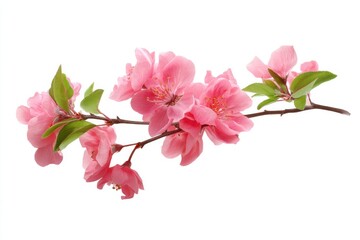 Pink blossom branch floral display on white background